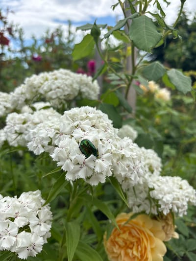 The image depicts a close-up view of white sweet william flowers, with a green beetle resting on the blossoms. A yellow rose is visible in the upper right quadrant. The background shows green foliage and hints of other flowers, possibly roses. The scene is outdoors, presumably in a garden. Specific details to confirm the exact location within Mursalevo, Bulgaria are absent in the image, so confirming this assertion is impossible.