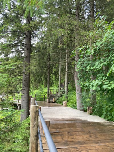 The image depicts a wet wooden boardwalk winding through a dense forest. Tall evergreen trees with rough bark line the path on both sides, their branches creating a canopy overhead. The boardwalk is constructed of wide wooden planks, some appearing lighter in color and others darker, suggesting varying degrees of age or treatment. Several wooden posts, some with rough, natural surfaces and others sawn, support a dark metal railing that follows the curve of the boardwalk. Small, rough-hewn logs are placed at intervals along the railing posts. In the background, a set of wooden stairs ascends into the trees. Lush green foliage, including ferns and leafy trees, surrounds the boardwalk, creating a natural and slightly damp environment. The scene appears to be in a natural park or recreational area. The location is identified as Lakhdenkiulya, Russia.