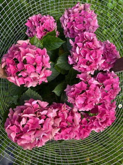 This media file is a close-up, overhead shot of a cluster of pink hydrangeas. The flowers are the primary subject, filling the frame with their large, rounded blooms composed of numerous small petals. They are a vibrant, deep pink with some lighter, almost white, edges on the petals, suggesting they are either nearing the end of their bloom or have a natural variation in color. The hydrangeas are arranged in several distinct flower heads, some larger than others, and are interspersed with dark green leaves.
The flowers are partially enclosed by a wire mesh, which creates a grid pattern across the lower portion of the image. This mesh appears to be part of a cage or barrier, possibly protecting the plants or containing them. Behind the flowers and mesh, a blurry background of green grass and foliage is visible, suggesting an outdoor setting, likely a garden. There are also hints of a wooden stake or support structure visible within the flower cluster, adding to the garden context. A single white daisy is faintly visible in the upper right corner, adding a small detail of other flora in the scene.
The lighting suggests it is daytime, possibly a bright, sunny day given the clear visibility and saturation of the colors. The focus is sharp on the hydrangeas, making them the clear focal point. There is no visible text in the image. The location context provided is Piatra-Neamț, Romania, which might imply this is a cultivated garden in that region. The overall mood is one of natural beauty and vibrant floral display, perhaps with a hint of domestic cultivation due to the protective mesh.