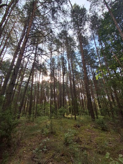 This is a low-angle shot of a dense pine forest in the Traccjakowski village council area of Belarus. Tall, slender pine trees dominate the scene, their trunks dark and textured, reaching towards a bright, hazy sky. Sunlight filters through the dense canopy, creating dappled light and shadows on the forest floor. The ground is covered in a thick carpet of moss, dry pine needles, and fallen branches. Small, green plants and shrubs are scattered throughout, adding pockets of vibrant color to the otherwise earthy tones. The overall impression is one of a serene, somewhat wild, and untouched natural environment. There are no people or animals visible in the image.