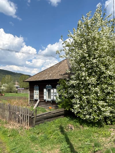 The image shows a single-story wooden house in Овсянка, Russia. The house has a brown shingled roof, dark brown log walls, and light blue window frames. A large tree with white blossoms partially obscures the house. A wooden fence and overgrown grass surround the house. In the background, a mountain and cloudy blue sky are visible. A power line runs across the upper left of the image.