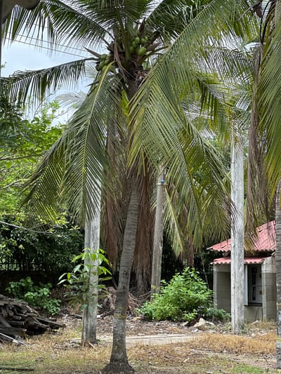 The image depicts an outdoor scene in Juan Mina, Colombia, dominated by several tall palm trees with lush green fronds. In the foreground, a large coconut palm tree with visible coconuts stands centrally. To the right, a small, utilitarian building with a red roof and concrete block construction is partially visible. Several concrete poles are also present in the scene, one of which is positioned in front of the building. The ground is covered with dry grass, dirt, and some scattered debris, including a pile of dark-colored wooden planks on the left side of the image. The background consists of dense green foliage. The overall impression is one of a tropical, somewhat unkempt, semi-rural or industrial setting.