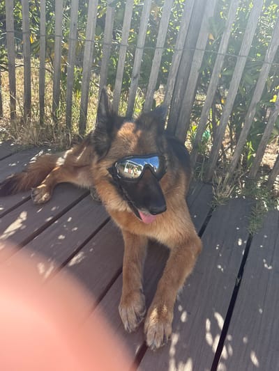 A German Shepherd dog lies on a wooden deck, wearing dark sunglasses that reflect a scene of people outdoors. The dog is positioned at a slight angle, with its head turned towards the viewer. Its tongue is slightly out of its mouth. Behind the dog, a rustic wooden fence runs horizontally, with dry grass and green foliage visible through the gaps. The wooden planks of the deck are visible in the foreground, dappled with sunlight and shadow. The image appears to have been taken outdoors on a sunny day, possibly in a coastal or park setting in Le Lavandou, France.