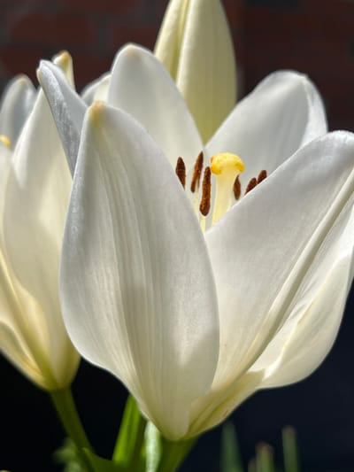 This is a macro photograph of a white lily flower in bloom. The flower has several large, white petals that are unfurling. In the center of the flower are several brown stamens topped with yellow pollen. The background is dark and out of focus, with a hint of a brick wall visible in the upper left corner. The image does not provide any information about the location in Novaya Adygeya, Russia, as no landmarks or identifying features are present.
