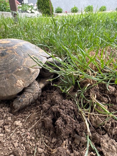 A tortoise is depicted at ground level, partially burrowed into dark brown, tilled earth in Verinsko, Bulgaria. The left side of the frame features the tortoise's patterned carapace, while its head, exhibiting an open eye, is visible on the lower right, partially obscured by green grass blades. One scaly forelimb rests within the soil. The immediate foreground consists of loose, dark brown soil interspersed with small stones and exposed roots. A dense growth of green grass occupies the midground. In the background, from left to right, are a dark vertical post, a low stone barrier, flowering plants (pink and white), a conical evergreen shrub, a light-colored paved surface, and additional small green shrubs.