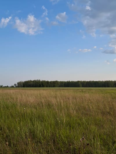 The image depicts a vast, open field of tall, dry grass under a bright blue sky with scattered white clouds. A dense line of green trees forms a horizontal boundary in the middle distance, separating the field from the sky. The field is predominantly covered in golden-brown and green grasses, with some sparse wildflowers visible. The lighting suggests it is daytime, likely late afternoon due to the soft light. The scene is natural and undeveloped, with no structures or human activity visible. The location is identified as Авангард ауылдық округі, Kazakhstan, suggesting a rural or steppe environment.