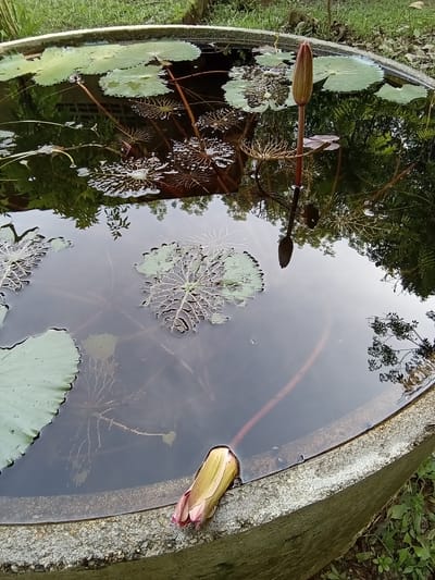 This image captures a circular concrete basin filled with still, dark water, situated in Ko Siboya, Thailand. The basin's textured, weathered concrete rim, composed of aggregate, is visible in the foreground and extends along the right side. Within the basin, multiple Nymphaeaceae (water lily or lotus) plants are present. Several green, circular leaves float on the water's surface; some are intact, while others exhibit significant degradation, exposing their skeletal vein patterns. Two distinct lotus buds are visible: one upright, closed, and reddish-brown, emerging from the water in the upper right quadrant, with its reflection clearly visible beneath it. The second bud, predominantly yellow with pink tips, rests partially submerged against the basin's rim in the lower left. The water's surface prominently reflects the surrounding environment, including various green trees and foliage, particularly in the upper right and central portions, and a faint reflection of a light-colored structural element in the upper left. The ground immediately surrounding the basin is covered with green grass and scattered leaf litter.