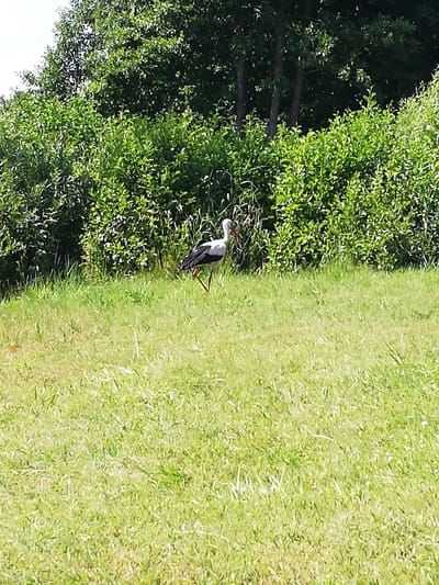 A white stork with black wing feathers and orange legs stands in a sunlit grassy field. It is facing to the left, with its head slightly lowered. Behind the stork is a dense hedge of green bushes, and in the background are dark trees. The sky is visible in the upper left corner. The overall scene depicts a natural outdoor environment.