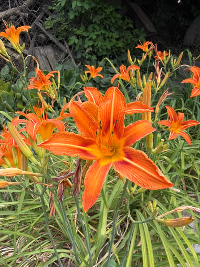 The image depicts a close-up view of several vibrant orange daylilies in bloom, with a blurred background of greenery and a weathered chain-link fence. The focus is on the intricate details of the flowers, their trumpet-shaped petals, and the stamen within. The foliage is lush and green, with some brown, dried elements visible among the stalks. The overall impression is one of a garden setting, possibly in a somewhat unkempt or naturalized area, given the presence of the aging fence and the wilder appearance of the plants. The scene is static, with no human presence or discernible action. The lighting suggests it may be daytime, with natural light illuminating the flowers. The location in Vostok, Kyrgyzstan, is not visually evident from the image itself and would require external information to confirm.