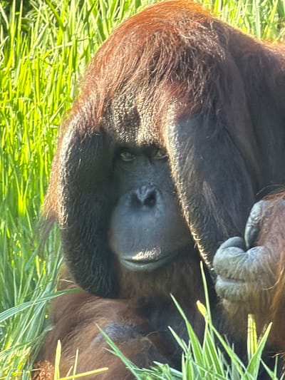 An adult orangutan with reddish-brown fur is depicted sitting amidst bright green grass in an outdoor enclosure at the Kristiansand Zoo and Amusement Park in Kristiansand, Norway. Its dark grey facial skin is partially obscured by its raised right arm and closed hand, which rests against its forehead and cheek. One dark eye, visible on the left side of its face (viewer's right), gazes directly forward. Strong sunlight illuminates the scene from the left, casting prominent highlights on the grass and the animal's fur, particularly on the left side of its head and shoulder, while creating deeper shadows on the right side of its face and body. No other subjects or objects are distinctly visible. The grass in the background is slightly out of focus.