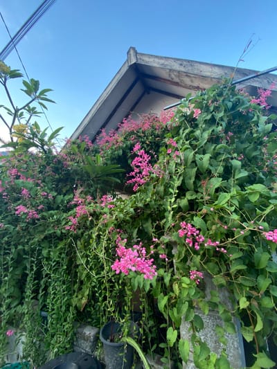 A close-up image of pink flowers blooming on a vine growing on a wall. The vine is covering the wall entirely, growing lush and green with leaves. The wall is made of grey concrete. The image is taken from the ground, looking up at the wall. The roof of a building can be seen in the background. The sky is blue and clear. This image was taken in Piyungan, Indonesia at latitude: -7.827, longitude: 110.483. There are no people in this image. The scene is peaceful and serene.