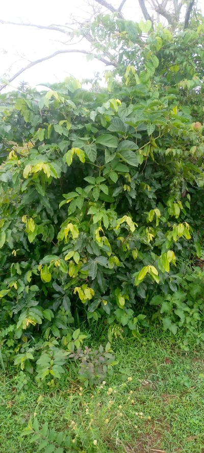 The image depicts a dense, leafy green bush with some lighter green leaves, indicating new growth. The bush fills most of the frame, with a hint of grass and some small, budding plants at the bottom. In the background, bare branches of a tree are visible against a bright, overcast sky. The overall impression is of a natural, outdoor setting, possibly a roadside or undeveloped area in a rural or semi-rural location. The lighting suggests it could be daytime, with the overcast sky creating diffused light. There are no people or man-made objects clearly visible, focusing the attention on the vegetation. The location context of Sabon Sarki, Nigeria, suggests this is likely a scene from West Africa, characterized by lush vegetation. The image captures a moment of natural growth and the simple beauty of the plant life.