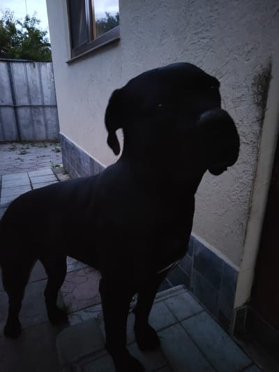 A dark-colored dog, possibly a mastiff breed, stands on a paved patio next to a building. The dog is mostly silhouetted against the wall of the building, which has a textured, light-colored finish and a brown-trimmed window. To the left of the building is a metal fence. The ground is paved with square tiles in various shades of gray and tan. The scene appears to be outdoors, likely in a residential area, with the sky visible in the upper left corner.