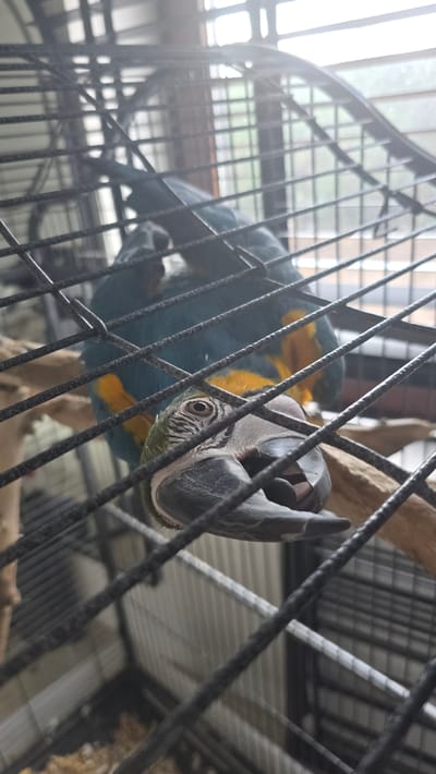 In Genk, Belgium, the image depicts a Blue-and-Yellow Macaw (Ara ararauna) positioned inside a black metal cage. The parrot is oriented with its head inverted, looking directly forward through the cage bars. Its prominent right eye is visible, and its dark grey beak is slightly agape, revealing a glimpse of its interior. The bird exhibits characteristic blue upper plumage and yellow lower plumage. It is perched on a natural wood branch inside the enclosure. The cage bars are sharply in focus in the foreground, creating a grid pattern over the subject and background. Through the cage and behind the bird, a window with multiple panes is visible, emitting bright, diffused daylight. Beyond the window, an out-of-focus green area, possibly vegetation or a distant structure with a grid pattern, is discernible. The lower section of the cage floor contains light-colored debris.