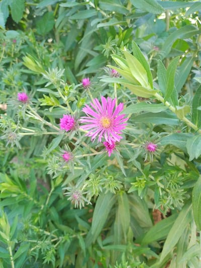 A close-up, eye-level shot captures a cluster of vibrant pink asters in bloom, set against a backdrop of lush green foliage. The asters, with their delicate, pointed petals and yellow centers, are the clear focal point. Some are fully open, while others are still in bud form, showing hints of pink peeking through their green sepals. The surrounding leaves are elongated and have a slightly fuzzy texture, with some leaves catching the light and appearing a lighter shade of green. The overall impression is one of natural beauty and growth, typical of a garden or park setting in Suzak, Kyrgyzstan.