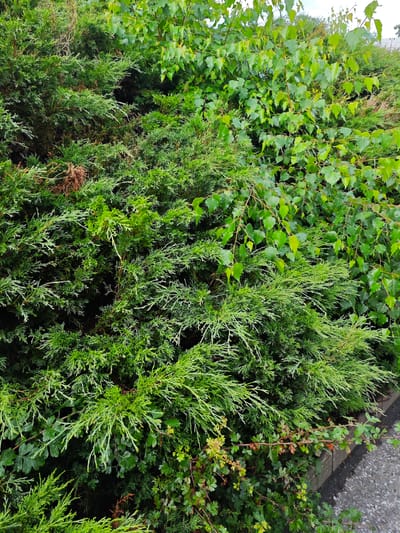 The image shows a dense hedge composed of two types of plants. On the left and in the foreground, there is a juniper bush with characteristic feathery, needle-like foliage in various shades of green. Intertwined with and behind the juniper, particularly on the right side and in the upper portion of the image, is a deciduous plant with lighter green, heart-shaped leaves. The hedge appears to be situated outdoors, possibly alongside a paved area visible in the lower right corner, which could be a walkway or roadside. The overall impression is of a well-established, verdant hedge.