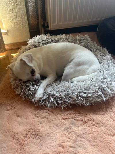 A small, white dog with dark eyes and a pink tongue is curled up and sleeping on a plush, fluffy bed. The bed has a gray, shaggy exterior and is placed on a larger, soft, peach-colored rug. In the background, a white radiator is visible, along with part of a textured wall and wooden flooring. The scene appears to be indoors, likely in a residential setting in Bottrop, Germany.