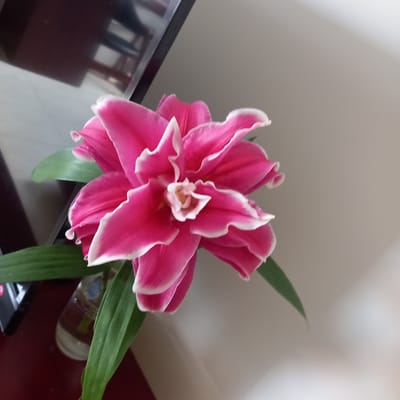 A vibrant pink double lily with white-edged petals is the central subject of this image, positioned on the right side of the frame. The flower's layered petals create a full, ruffled appearance, with the inner petals forming a delicate, lighter pink core. Green lily leaves extend from the bottom and left of the flower, some of which are in focus while others are blurred. A glass vase, partially visible in the lower left quadrant, holds the flower and water. The background is divided into two distinct areas: a dark, reflective surface, likely furniture, occupies the upper left, while a light-colored, out-of-focus wall fills the remaining space. The lighting suggests an indoor setting, possibly a home or office. There is no indication of the location being in Phú Thủy, Vietnam, as the image lacks any discernible geographical markers.