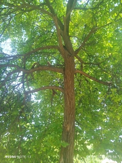 The image shows the underside of a large tree with dense green foliage. The trunk of the tree is visible in the center, with rough, textured bark. The branches spread out widely, creating a canopy that filters the sunlight. The background shows a bright sky, indicating it is daytime. There are no people or animals visible in the image. Text overlays at the bottom left read "REDMI NOTE 13" and at the bottom right read "03.07.2026 15:56". The scene appears to be outdoors, likely in a park or natural area. The city of Асан-Чек, Kyrgyzstan is not explicitly depicted, but this is a general outdoor scene of a tree.