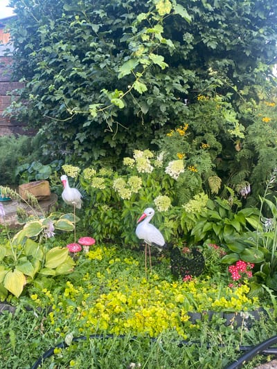The image depicts a lush, overgrown garden in Sakmara, Russia. The foreground is filled with a dense carpet of green and yellow foliage, interspersed with patches of grass and weeds. Two white stork figurines with red beaks stand prominently in the mid-ground, one slightly to the left and the other to the right, both positioned on thin legs. Between them, a cluster of white and pale green hydrangea flowers blooms, creating a soft backdrop. To the left, a large, light-brown rock sits atop a rough-hewn stone base, and nearby, two decorative red mushrooms with white spots add a whimsical touch. Behind the hydrangeas, a wall of dense, dark green leaves from a large bush or tree dominates the upper portion of the image, with some lighter green vines trailing down. On the far right, a section of a wooden fence can be seen peeking through the greenery. The overall impression is one of a slightly wild, untamed garden, possibly a backyard or a public park area.