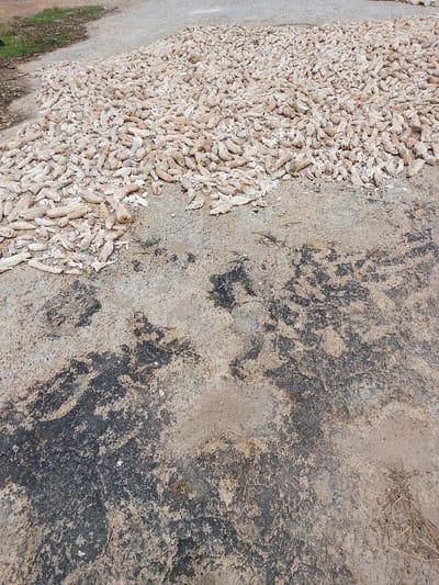 The scene, located in Igbo Ijaiye, Nigeria, presents an outdoor ground-level view. The upper two-thirds of the image display a dense, expansive spread of light-colored, irregularly shaped agricultural produce, consistent with dried cassava tubers, resting on a lighter brown ground surface. The lower third of the frame consists of a textured ground surface characterized by light brown and tan soil interspersed with irregular, mottled dark grey and black patches, resembling dried earth or residue. A small clump of dry, light-colored grass is visible in the bottom right corner. In the upper left background, a slightly elevated section of lighter-colored soil or gravel is present, with minimal green vegetation at its edge. No individuals or active subjects are depicted; the scene is static.
