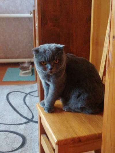 A medium shot captures a grey Scottish Fold cat sitting on a wooden chair. The cat is facing the camera, with its ears folded down and orange eyes looking forward. Its body is mostly in profile, with its back to the left of the frame. The cat's paws are visible, resting on the seat of the chair. The chair itself is made of light-colored wood and appears to be simple in design. Behind the cat and chair, a wooden cabinet with a dark, reddish-brown finish is visible. To the left of the cabinet, a wall with textured wallpaper and a white radiator can be seen. In the foreground, a carpet with a black, swirling pattern covers the floor. A light blue placemat with a white bowl containing cat food is also visible on the floor to the left. The scene appears to be indoors, likely in a residential setting, specifically in the city of Dubrovka, Russia.