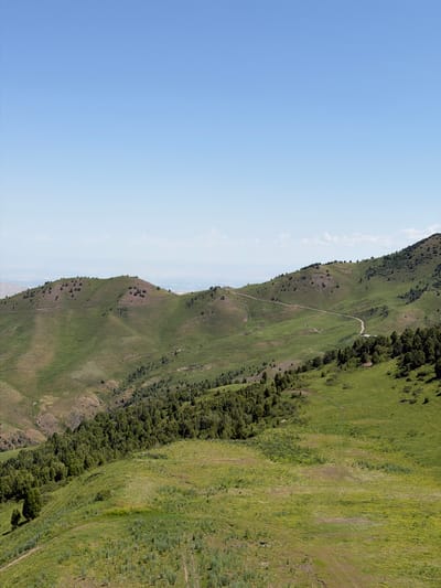A wide-angle, eye-level shot captures a panoramic view of a verdant, rolling mountain landscape under a clear, pale blue sky. The scene is dominated by undulating green hills covered in short, dry grass and scattered patches of darker green juniper trees. A narrow, unpaved road snakes its way up and across the slopes of the larger hills, disappearing into the distance. The foreground is a vast expanse of green grass with some areas of sparser vegetation and faint tire tracks, suggesting it might be used for grazing or by vehicles. In the mid-ground, a dense band of juniper trees lines the side of a lower hill. The background reveals more distant, hazy mountains, and a faint line of what appears to be a settlement or city in the far distance. The overall impression is one of serene, natural beauty and a remote, possibly agricultural or recreational, mountainous environment. The location is Kashka Suu, Kyrgyzstan.
