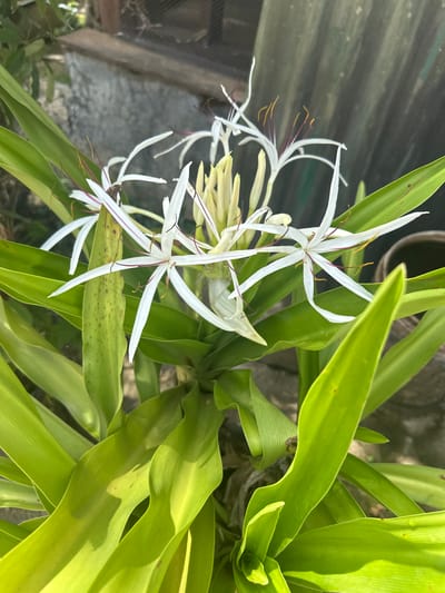 A close-up, high-angle shot focuses on a cluster of white spider lilies blooming in Xayden, Laos. The delicate white petals with thin red lines unfurl outwards, revealing prominent yellow stamens and a pale green bud. Lush, broad green leaves cradle the flowers, some exhibiting small brown spots. The background is blurred, showing a grey concrete wall and hints of greenery, suggesting an outdoor setting within a city. No people or animals are visible.