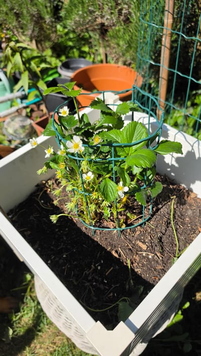 The image shows a strawberry plant growing in a white rectangular planter filled with dark soil. The plant is supported by a green wire cage. It has several green leaves and small white flowers. The planter is placed outdoors on a surface covered with green grass and other vegetation. In the background, there is a green wire fence and an orange pot. The location is outdoors, likely in a garden or yard. There is no evidence in the image to confirm this is Magny-les-Hameaux, France. The scene appears to be a close-up of a potted strawberry plant in a garden setting.