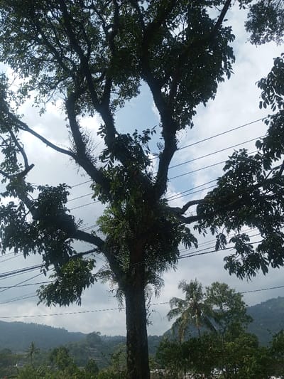 The image displays an outdoor scene in Cibodas, Indonesia, centered on a large, mature tree. The tree features a thick, textured trunk and extensive dark green foliage, with various epiphytic plants, including ferns, growing on its branches and trunk. Several black power lines traverse horizontally across the mid-section of the frame, positioned behind the tree's canopy. In the background, verdant hills or mountains covered in dense vegetation rise under a partly cloudy sky, with patches of blue visible through the tree's branches. Other trees, including a palm, are discernible in the middle ground, alongside indistinct indications of distant structures within the foliage. No people are present.