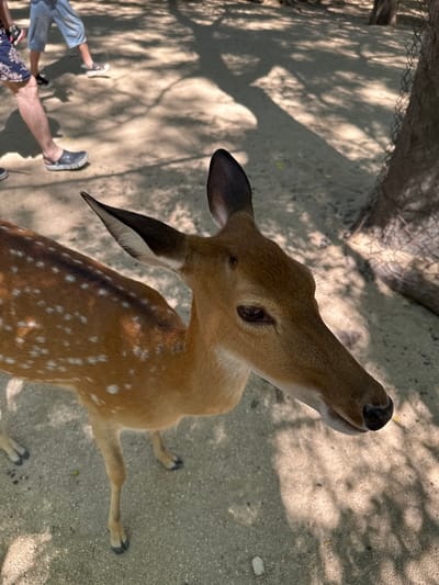 A Sika deer, identified by its spotted coat, is positioned in the foreground, facing right. The deer's head is turned towards the camera, with its eye clearly visible. In the background, several people are walking on a sandy path, casting shadows from overhead trees onto the ground. The environment appears to be outdoors, likely in a park or a similar public area, given the presence of both humans and wildlife. The lighting suggests it is daytime, with dappled sunlight filtering through the trees. The location is specified as Hoa Thang Ward, Vietnam.