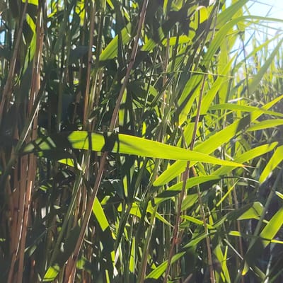 The image depicts a dense cluster of tall, thin bamboo stalks and their bright green leaves, illuminated by sunlight filtering through the foliage. The stalks are mostly brown and have a slightly rough texture, while the leaves are a vibrant green, some catching the light and appearing almost translucent. Shadows from the leaves and stalks create a dappled pattern across the scene. The background shows more bamboo, suggesting a thicket or grove. The overall impression is one of natural growth and the interplay of light and shadow. There are no people or animals visible in the image. The location is identified as Vecslabada, Latvia.