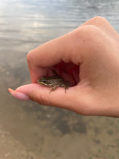 A close-up, eye-level shot shows a small, brown and green frog perched on the index finger of a person's hand, which is cupped slightly. The frog is facing to the left, with its front legs extended. The person's hand is in focus, with the skin textured and showing light and shadow. The background consists of blurred water with ripples and reflections, suggesting an outdoor setting near a body of water, possibly a lake or river. The lighting is soft and natural. The image does not contain any information about the city of Domlyan, Bulgaria.