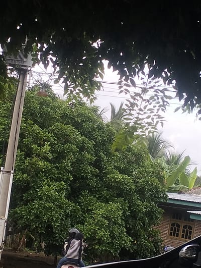 The image depicts a street scene in Teupinreusep, Indonesia, under an overcast sky, partially obscured by dark tree foliage. On the left, a concrete utility pole with electrical equipment and wires is visible. A dense, leafy green tree dominates the center of the frame. To the right of the tree, a portion of a brick house with a corrugated metal roof and a wooden-framed window is visible. In the foreground, two individuals are seated on a scooter. The person in front wears a black helmet and a striped long-sleeved shirt with black and white horizontal stripes, and blue pants. The person behind them is also wearing a black helmet. The scooter is light-colored. A black vehicle partially obstructs the bottom right corner of the image. Banana leaves are visible behind the tree on the right.