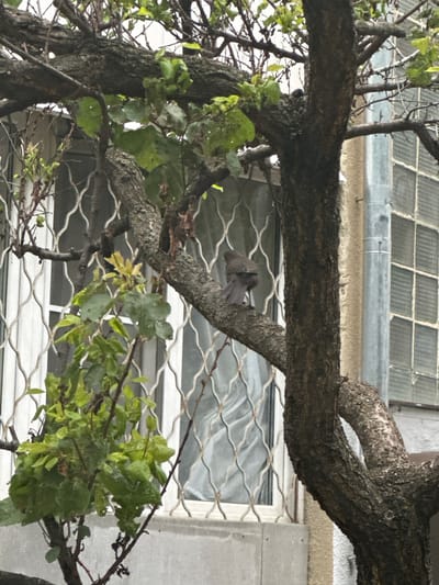 A dark-colored bird is perched on a tree branch in front of a window with a decorative metal grate. The bird is facing away from the camera, showing its tail and back. The tree has rough bark and is partially bare, with some green leaves visible. The window appears to be part of a building, with curtains visible behind the grate. The background includes another window with a grid pattern and a downspout. The overall impression is of a somewhat overcast or muted outdoor scene. The location is stated to be Belorechenskii, Russia.