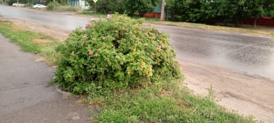This media file depicts a scene on a street in Kirsanov, Russia. The primary subject is a large, bushy rosehip plant with pink flowers and developing rosehips, situated on the edge of a paved sidewalk. To the right of the plant is a dirt shoulder, and beyond that, a paved road. The road appears wet, suggesting recent rain. In the background, across the road, there are trees and the corner of a building with blue trim. Further in the background, two cars are visible parked on the side of the road. The overall setting is a semi-rural or suburban environment. The lighting and the wet road suggest it might be a cloudy day, possibly after a rain shower. No people are visible in the frame, and no text is legible. The scene conveys a sense of everyday life in a small town.
