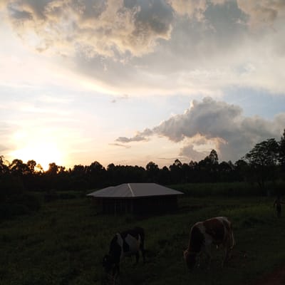 The image depicts a rural scene in Getenga ward, Kenya, at sunset. The sky is filled with clouds, ranging in color from white to gray to yellowish-orange near the horizon. The sun is setting behind a line of trees, silhouetting them against the sky. In the foreground, there are two cows grazing in a grassy field. A small structure with a corrugated metal roof is visible in the middle ground. A person is visible in the far right. The environment is dusky and illuminated by the setting sun.