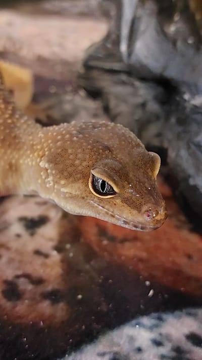 The image is a close-up, outdoor, eye-level shot of a gecko's head. The gecko is facing to the right of the frame, with its eye clearly visible and in focus. The gecko's skin is textured and appears to be a light brown or tan color with small, raised dots. Its eye is dark with a slit pupil and a thin, light-colored ring around it. The background is blurred, but appears to be a naturalistic environment with rocky or substrate elements and possibly some foliage. There are no people, animals, or objects clearly identifiable as being in the city of Зелёный, Russia.