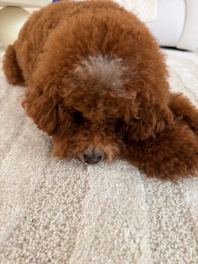 A fluffy, reddish-brown toy poodle is lying down on a textured, light-colored rug. The dog's head is lowered, and its eyes are not fully visible. The background is blurred but appears to show a white couch or furniture. The setting is indoors. The image was taken in Marlboro Township, United States of America.