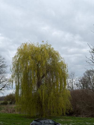 The image displays an outdoor scene in Eschau, France, under a heavily overcast sky. A large, mature weeping willow tree, exhibiting vibrant light green, pendulous foliage, occupies the central midground. In the immediate foreground, the rear section and roofline of a dark-colored hatchback automobile are visible, parked on a grassy surface dotted with small white flowers. Behind the willow tree, a narrow body of water is partially discernible. The background consists of a dense line of deciduous trees and shrubs, largely bare of leaves, indicative of early spring or late winter. No human figures or active elements are present within the frame.