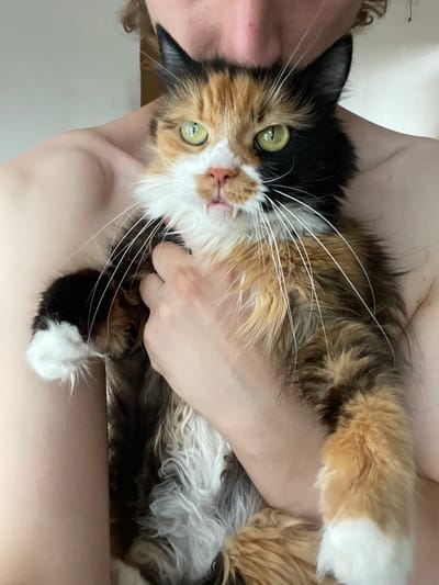 In this close-up, vertically oriented photo, a person is holding a calico cat. The person's skin is visible, appearing to be from the chest and shoulder area, and they are to the left and right of the cat. The cat is cradled in the person's arms, facing the camera.
The cat has striking green eyes and a fluffy coat with patches of black, orange, and white. Its whiskers are long and prominent. The cat's mouth is slightly open, revealing a glimpse of its teeth and tongue, giving it a slightly playful or surprised expression. The fur around its face is white and fluffy. Part of the cat's paws and tail are also visible, showing white markings.
The background is a plain, light-colored surface, possibly a wall or a sheet, which is out of focus. The lighting is soft and appears to be from an indoor source. There are no discernible time of day or weather cues. The overall mood is intimate and gentle, suggesting a moment of affection between the person and their pet. No text is visible in the image. The provided location context "Teplice, Czechia" offers no visual cues within the image itself.