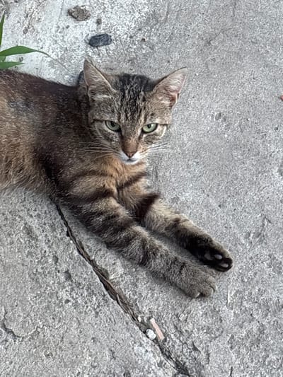 A tabby cat lies on its back on a cracked concrete surface. The cat's paws are extended upwards, with one paw showing its pads. Its fur is a mix of brown, black, and gray stripes. The cat's green eyes are looking towards the left, and its head is turned slightly, revealing its whiskers. A patch of green grass is visible in the bottom left corner of the image, and a thin piece of dark material, possibly a string or root, runs diagonally across the concrete to the right of the cat. The concrete appears rough and weathered, with some small pebbles and debris scattered on its surface. The lighting suggests it is daytime. The scene is simple, focusing on the cat's relaxed pose in an outdoor, presumably urban or rural, setting in Vorniceni, Moldova.