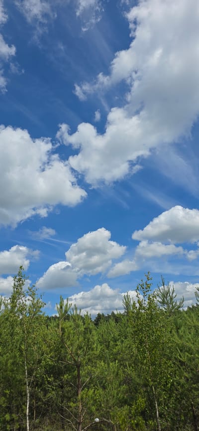 The image depicts a clear blue sky with scattered white cumulus clouds, some appearing wispy and streaked. Below the sky, a dense forest of green pine trees and some deciduous trees forms the horizon. The trees are lush and appear to be in full foliage, with sunlight filtering through the branches, creating variations in light and shadow. The scene is natural and serene, with no visible signs of human activity or urban structures. The location is identified as Haren (Ems), Germany.