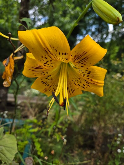 This is a close-up, slightly angled, eye-level shot of a bright yellow lily in bloom, set against a blurred green, leafy background. The lily has six petals, which are speckled with dark brown, almost black spots and streaks. The stamens and pistil are a vibrant yellow and extend downwards from the center of the flower. To the upper right of the bloom, there is a closed green bud on a stem. To the left of the lily, a dried, brown leaf hangs from a thin stem, suggesting the presence of multiple blooms or stages of growth. The background is composed of out-of-focus greenery, with hints of trees, sky, and perhaps other plants. The lighting appears natural, with some dappled light suggesting it's outdoors. There are no people or animals visible in the frame. The scene is likely a garden or natural setting within the municipality of Doneztebe/Santesteban, Spain, judging by the general flora and natural light.