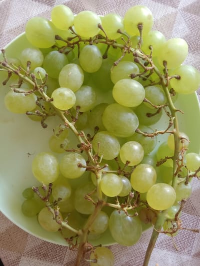 The image shows a close-up, overhead view of several bunches of green grapes arranged in a light green bowl. The grapes are plump and appear ripe, with a smooth, translucent skin. Some of the stems and tendrils are visible, showing the natural growth pattern of the fruit. The bowl is placed on a textured surface, possibly a tablecloth or placemat, with a light brown and white woven pattern. The lighting suggests an indoor setting, with a soft, diffused light source. No people or actions are depicted in the image. The scene is a still life composition focused entirely on the grapes and their presentation. There is no information in the image to suggest a specific location in the city of Kielce, Poland.