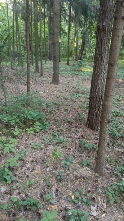 This media file depicts a forest scene in Nikolino, Russia. The primary subjects are numerous tall trees with rough bark, primarily pine and possibly spruce, forming a dense canopy that allows dappled sunlight to filter through. The forest floor is covered with dry pine needles, fallen leaves, and a scattering of pine cones, indicating an autumn or late summer season. Small green plants and undergrowth are interspersed throughout the forest floor.
There are no people or animals visible in the image, nor any specific objects other than natural elements. The scene is quiet and still, with no discernible activity taking place. The lighting suggests it is daytime, possibly late afternoon or early morning, due to the soft, angled sunlight. The overall mood is serene and natural, characteristic of a temperate forest. No text is visible in the image. The location cues, such as the types of trees and the overall forest structure, are consistent with a Russian forest environment.