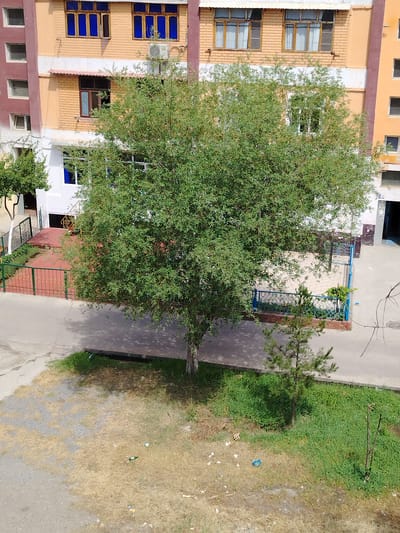 This media file is an image capturing an outdoor scene in Bekabad, Uzbekistan. The primary subjects are a large tree with dense green foliage in the foreground, and a multi-story building in the background. The building appears to be made of brick with cream-colored and maroon accents, featuring multiple windows, some with blue glass. An air conditioning unit is visible on the exterior wall of the building. In front of the building, there is a red-tiled courtyard area with a metal fence. To the right of the large tree, a smaller pine tree is growing. The ground in the foreground is a mix of dry grass, gravel, and concrete pavement. Some litter, including plastic bottles and wrappers, is scattered on the ground. The overall impression is of an urban or semi-urban environment, possibly a residential or school area, during the daytime. The weather appears to be clear. No people are visible in the image. There is no visible text within the image.