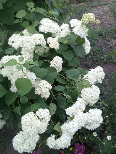The image shows a bush of white hydrangeas with large, round flower heads, set against a backdrop of green foliage and dark soil with some scattered vegetation. The hydrangeas are the primary focus, filling most of the frame with their abundant white blooms. In the background, a patch of bare soil with some dry grass and small green plants suggests an outdoor, possibly garden setting. The lighting appears to be natural daylight. The image does not contain any people or specific identifiable landmarks. Without additional context, it is impossible to pinpoint the exact location in the city of Altai, Kazakhstan, as the scene depicts a common natural element.