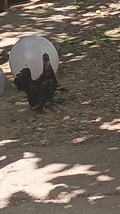 A chicken stands on a dirt ground with some scattered leaves. The chicken has dark and light brown feathers and orange legs. Behind the chicken is a large, round, light-colored object. The ground is mostly dark brown with some patches of light brown and white, possibly from shadows or sunlight. The background is a blur of green and brown. The image appears to be taken outdoors in a rural setting, possibly in Mitoc, Moldova.