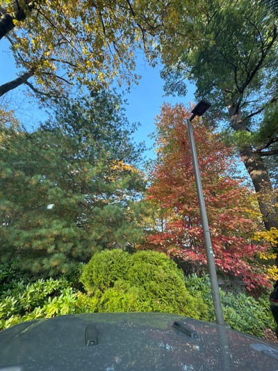 The image displays an upward-angled view of an outdoor scene in Wellesley, United States, characterized by autumn foliage. A clear blue sky is visible between the tree branches. Dominating the upper and mid-ground are numerous trees, including deciduous varieties exhibiting vibrant red, orange, and golden-yellow leaves indicative of the fall season, interspersed with evergreen trees displaying dark green needles. A tall, slender, dark grey street light pole, topped with a modern rectangular LED light fixture, extends vertically on the right side of the frame, partially obscured by the colorful tree canopy. The bottom foreground of the image consists of the dark, possibly soiled, hood of a vehicle, identifiable by two dark, rectangular hood latches or vents. Below the trees, dense green shrubs and bushes are visible, with a prominent bright green, rounded shrub in the center. No individuals or discernible actions are present.